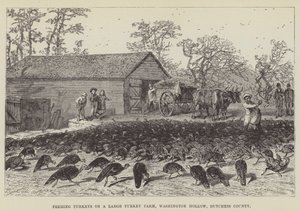Kalkoenen voeren op een grote kalkoenboerderij, Washington Hollow, Dutchess County