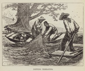 Terrapins vangen