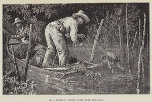 Op een bijtschildpaddenboerderij, nabij Annapolis door George Augustus Sala
