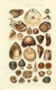 Conchologische handleiding Plaat 11. Oesters en andere schelpen door George B. Sowerby