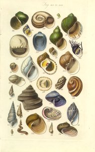 Conchologische handleiding Plaat 15. Kleurrijke schelpen waaronder Abalone schelpen door George B. Sowerby