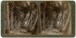 Laan van kokospalmen, Florida, VS, 1891 door George Barker
