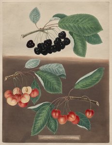 Pomona Britannica: Nr. 10 - Kersen