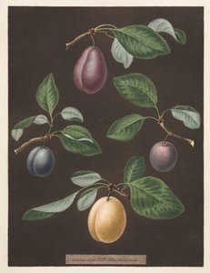 Pomona Britannica: Nr. 17 - Pruimen