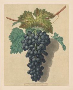 Pomona Britannica: No. 52 - Black Prince Druif