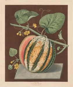 Pomona Britannica: Nr. 64 - Scarlet Flesh Romana Meloen