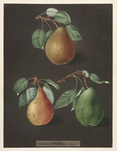Pomona Britannica: Nr. 82 - Peren