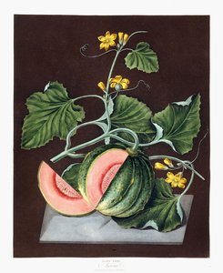 Pompoen, 1812