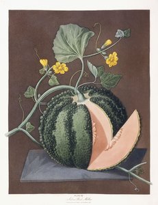 Zilveren rotsmeloen, 1812