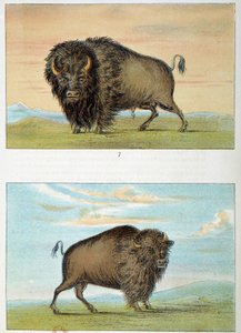 Bizon, mannetje en vrouwtje, Verenigde Staten. Illustratie door George Catlin (1794-1872) door George Catlin