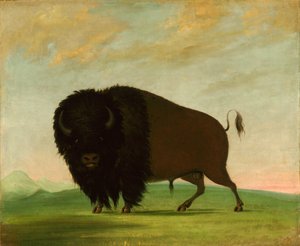 Buffelstier, Grazend op de Prairie, 1832-1833 door George Catlin
