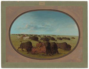 Buffeljacht, met Ongelukken