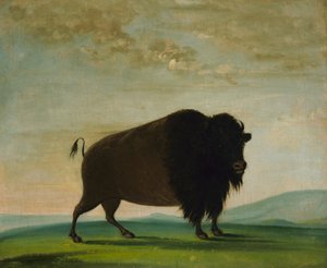 Buffelkoe, grazen op de prairie door George Catlin