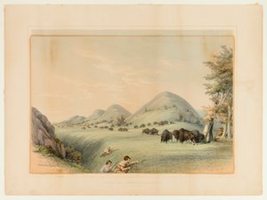 Buffeljacht; naderen in een ravijn - nr. 11