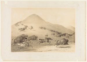 Buffeljacht, jacht nr. 6