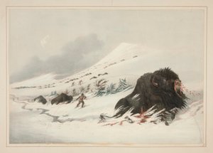 Stervende Buffelstier, in Sneeuwdrift, pl. 17 uit de North American Indian Portfolio door George Catlin