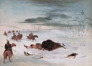 Stervende buffelstier in een sneeuwjacht
