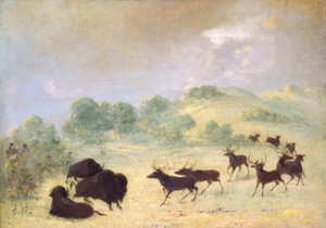 Elanden en buffels maken kennis, Texas door George Catlin