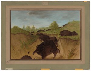 Grizzlyberen die buffels aanvallen