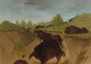 Grizzlyberen vallen buffels aan, 1861-1869