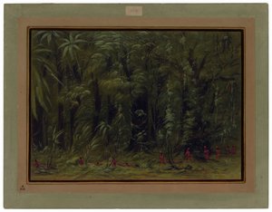 Interieur van een Amazonewoud - Zurumati