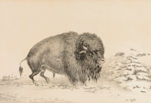 Zwaar gewonde buffel - nr. 16