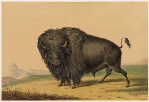  door George Catlin