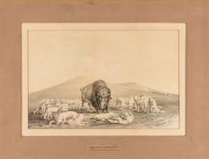 Witte Wolven vallen Oude Buffel aan - nr. 10