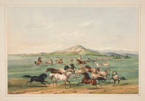 Wilde paarden aan het spelen, pl. 3 uit de North American Indian Portfolio door George Catlin