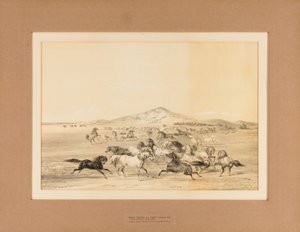 Wilde paarden aan het spelen - nr. 3