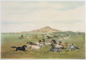 Wilde paarden aan het spelen (kleurenlitho)