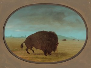 Gewonde Buffelstier, 1861-1869 door George Catlin