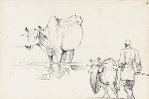 Studies van Indiase vee door George Chinnery