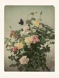 Rozen door George Cochran Lambdin