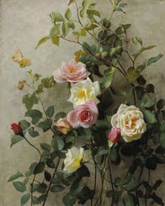 Rozen op een Muur