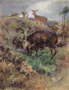 Illustratie voor The Story of a Red Deer (kleur litho)