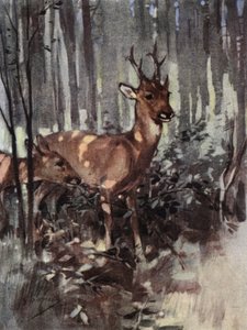 De reeën blijven in het bos (kleur litho)