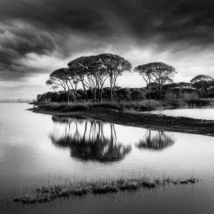 Dramatische weerspiegelingen in het dennenbos door George Digalakis