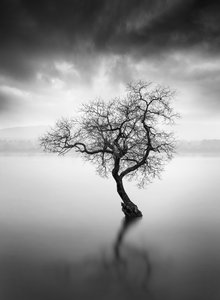 Weerspiegeling van de eenzame boom door George Digalakis