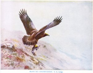 Steenarend, illustratie uit 