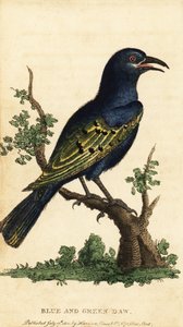 Afrikaanse glansspreeuw, Lamprotornis soorten, 1800 (gravure)