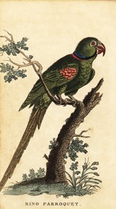 Alexandrijnse parkiet, Psittacula eupatria