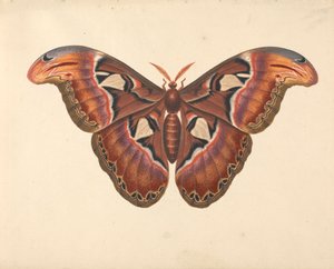 Atlasvlinder