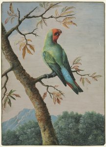 Vogelstudie