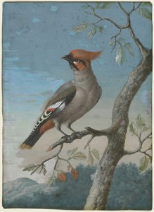 Vogelstudie: Boheemse Pestvogel