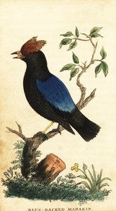 Blauwrugmanakin, Chiroxiphia pareola, 1800 (gravure)