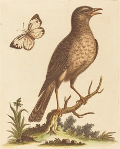 Bruine Vogel met een Vlinder