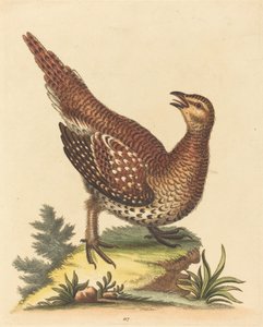 Bruine Gevlekte Vogel door George Edwards