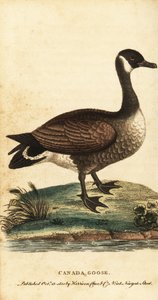 Canadese gans, Branta canadensis door George Edwards