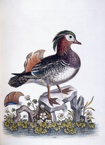 Chinese taling, 1746 door George Edwards